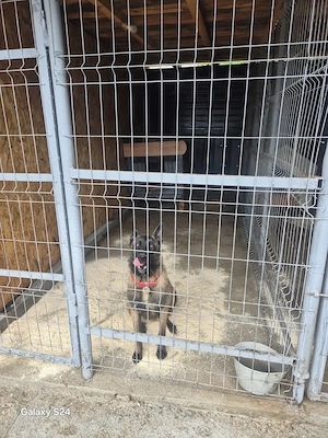 Ciobanesc Malinois  - imagine 2