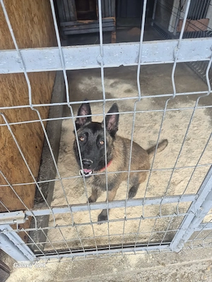 Ciobanesc Malinois  - imagine 3
