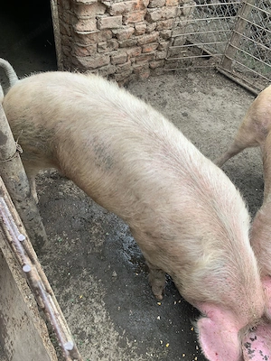 Vand porci mari si frumosi - imagine 3