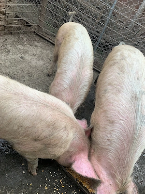 Vand porci mari si frumosi - imagine 2