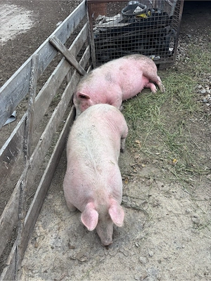 Porci grasi de vanzare - imagine 4