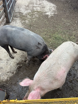 Porci grasi de vanzare