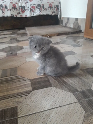 British shorthair blu,asigur transport!