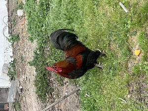 Cocosi de cazarea 