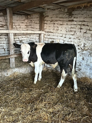 vand tauras metis angus 