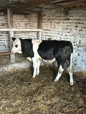 vand tauras metis angus 
