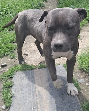 Femela amstaff blue 