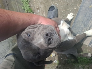 Femela amstaff blue  - imagine 2