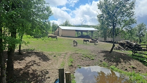Vând Măgărițe pt lapte 