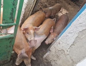 Purcei 2 luni rasa Duroc