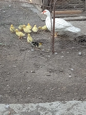 Vând 10 rățuște mute cu 15 lei bucata. 