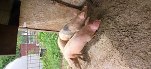 Purcei de vânzare 30 kg 