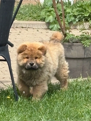 Catelusa Chow Chow
