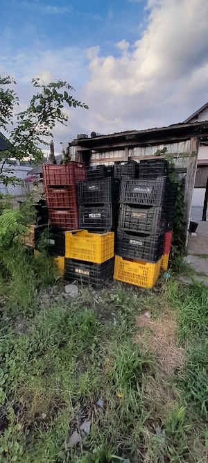 vand lazi de Ungaria foarte groase 60 de bucati ideal pentru mere  fructe 