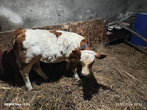 vitea baltata românească 