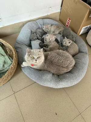 British Shorthair Blue 