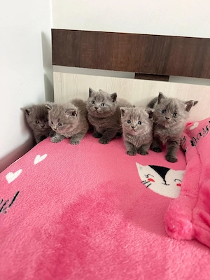 British Shorthair Blue 