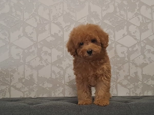 Pudel Caniche pitic - imagine 3