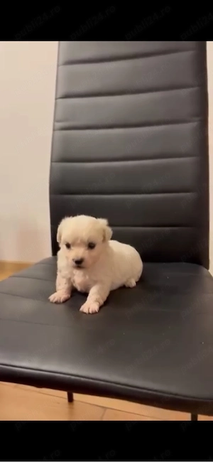 Bichon mini toy  - imagine 3