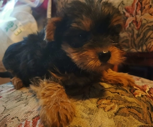 Vind căție Yorkshire terrier  - imagine 3