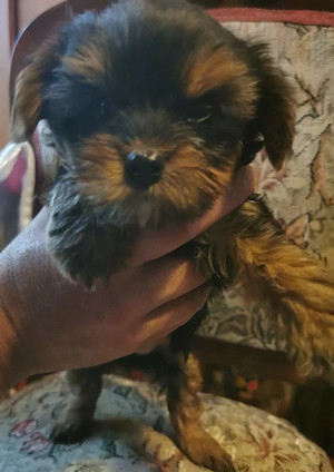 Vind căție Yorkshire terrier  - imagine 2