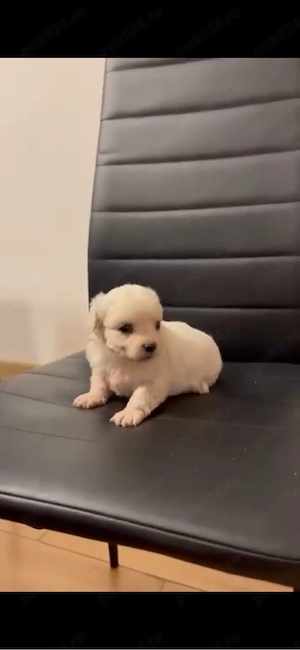 Bichon mini toy  - imagine 2