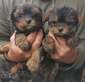Vind căție Yorkshire terrier 