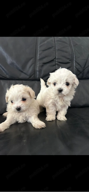 Bichon mini toy 