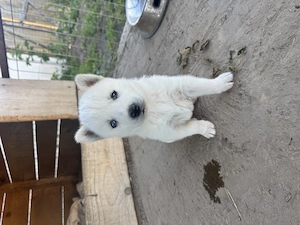 Două fetițe husky de vânzare 