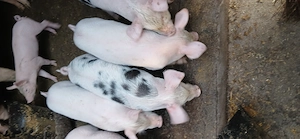Purcei de vânzare de 8 săptămâni - imagine 3
