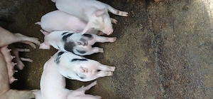 Purcei de vânzare de 8 săptămâni - imagine 2