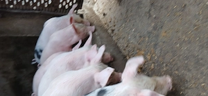 Purcei de vânzare de 8 săptămâni