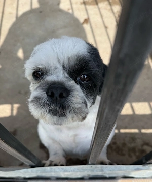 Catel shih tzu