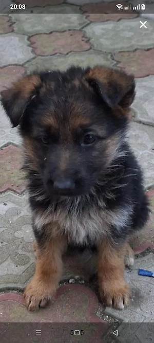 Ciobanesc german 