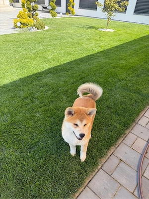 Akita Inu pui