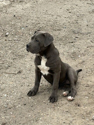 Vand pui cane corso - imagine 2