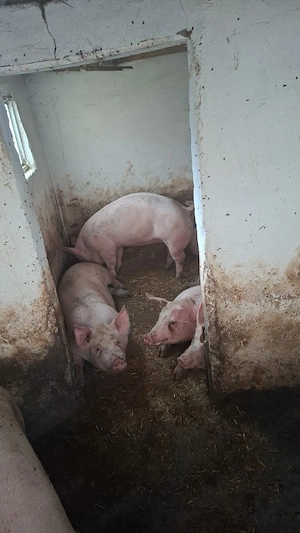 purcei de la 350ron  buc rasa de carne
