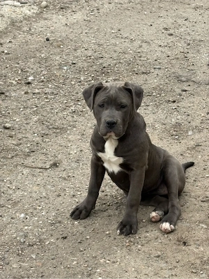 Vand pui cane corso