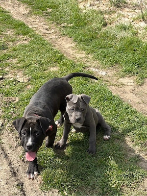 Vand pui cane corso - imagine 3