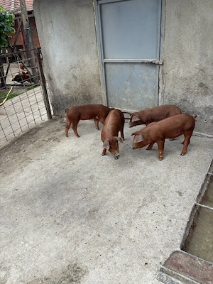 Disponibile Scrofie Duroc !!! 