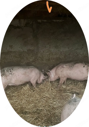 Purcei rasa de carne 