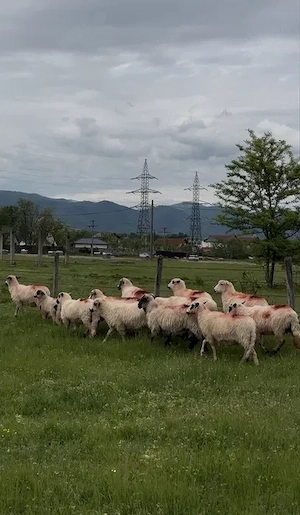 De vânzare 12 oi   Rasă Valea Jiului - imagine 3