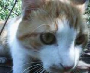 ofer spre adopție pui de pisica Buzău 
