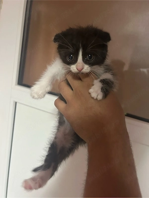 Fetița Scottish Fold  - imagine 2