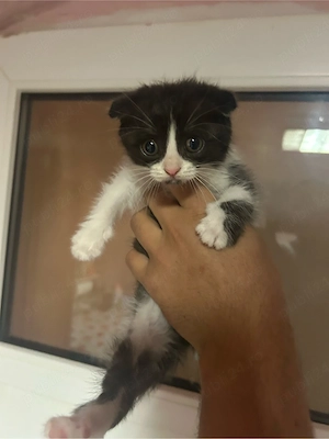 Fetița Scottish Fold 