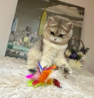 Fetiță British Shorthair Golden Blue cu pedigree - imagine 2