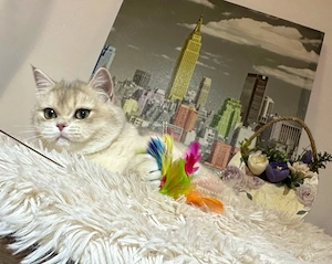 Fetiță British Shorthair Golden Blue cu pedigree - imagine 3