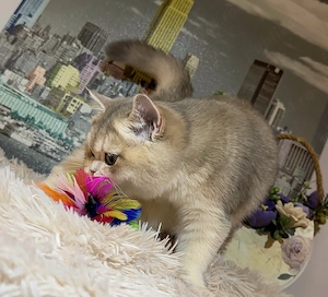 Fetiță British Shorthair Golden Blue cu pedigree - imagine 4