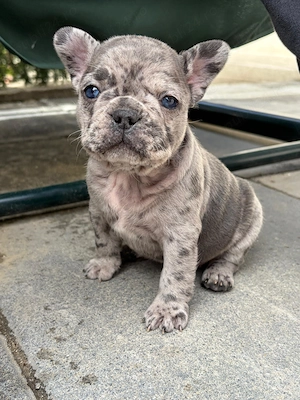 Buldogi francezi fetite