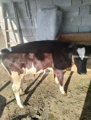 vand vitica holstein de 3 luni - imagine 4
